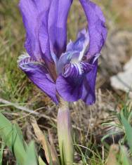 Fotografia da espécie Iris lutescens