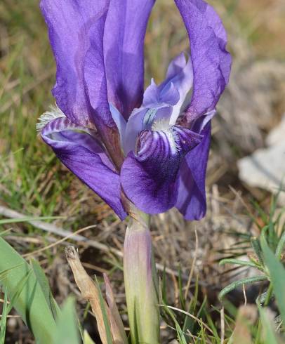 Fotografia de capa Iris lutescens - do Jardim Botânico