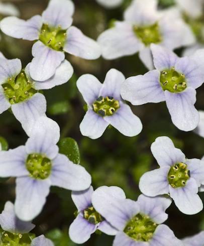 Fotografia de capa Ionopsidium acaule - do Jardim Botânico