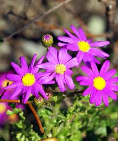 Fotografia da espécie Senecio elegans