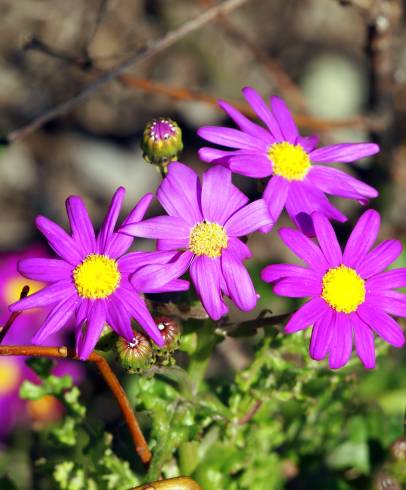 Fotografia de capa Senecio elegans - do Jardim Botânico