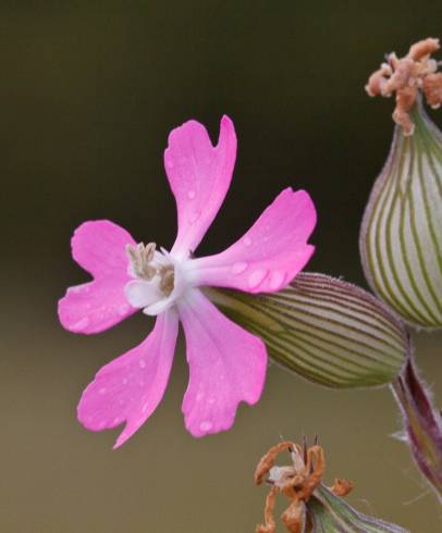 Fotografia de capa Silene conica - do Jardim Botânico