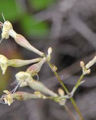 Fotografia da espécie Silene mellifera