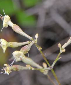 Fotografia da espécie Silene mellifera