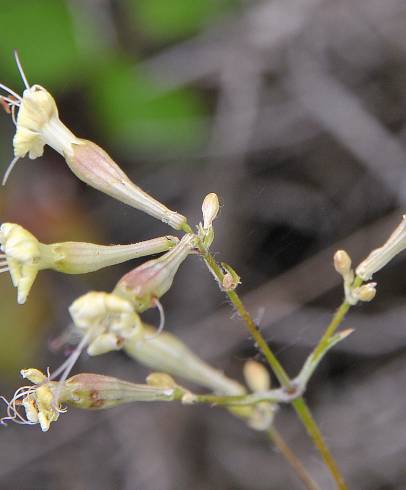 Fotografia de capa Silene mellifera - do Jardim Botânico