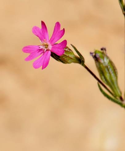 Fotografia de capa Silene muscipula - do Jardim Botânico