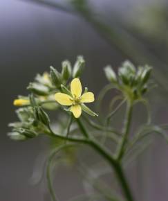 Fotografia da espécie Sisymbrium altissimum