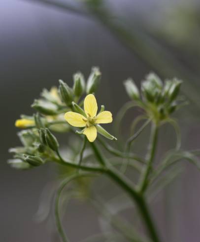 Fotografia de capa Sisymbrium altissimum - do Jardim Botânico