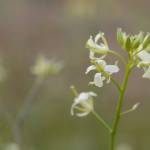 Fotografia 5 da espécie Sisymbrium altissimum do Jardim Botânico UTAD