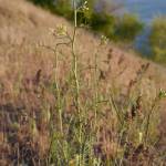 Fotografia 7 da espécie Sisymbrium altissimum do Jardim Botânico UTAD