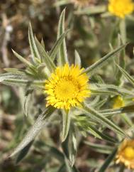 Pallenis spinosa