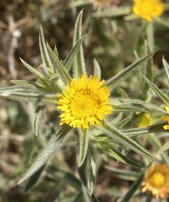 Fotografia da espécie Pallenis spinosa