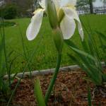 Fotografia 5 da espécie Iris albicans do Jardim Botânico UTAD