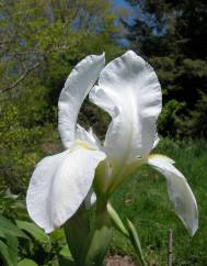 Iris albicans