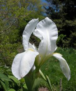 Fotografia da espécie Iris albicans