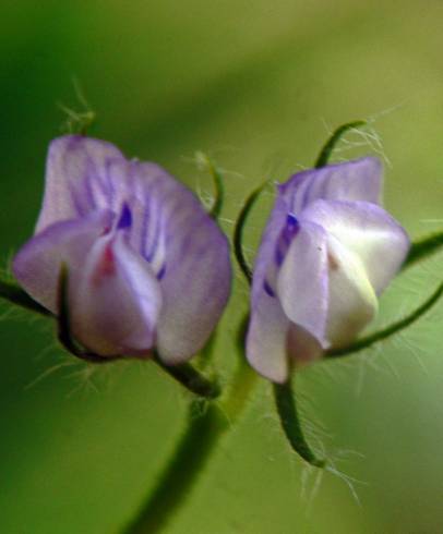 Fotografia de capa Lens nigricans - do Jardim Botânico