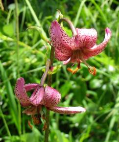 Fotografia da espécie Lilium martagon