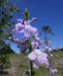 Fotografia da espécie Linaria incarnata