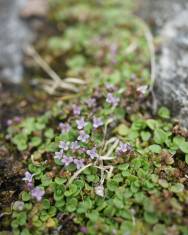 Fotografia da espécie Mentha requienii