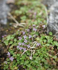 Fotografia da espécie Mentha requienii