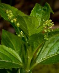 Fotografia da espécie Mercurialis perennis