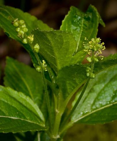 Fotografia de capa Mercurialis perennis - do Jardim Botânico