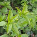 Fotografia 6 da espécie Mercurialis perennis do Jardim Botânico UTAD