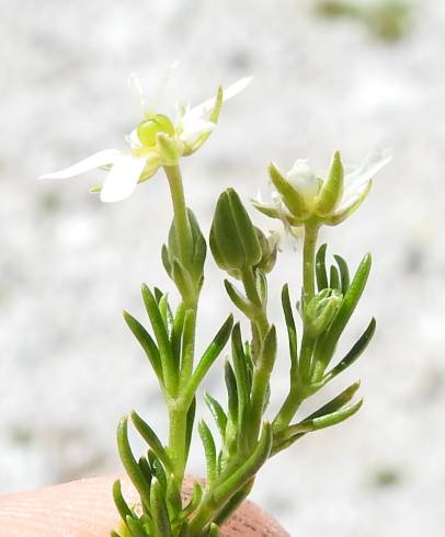 Fotografia de capa Minuartia recurva - do Jardim Botânico