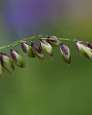 Fotografia da espécie Melica uniflora