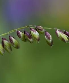 Fotografia da espécie Melica uniflora