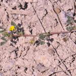 Fotografia 1 da espécie Medicago littoralis do Jardim Botânico UTAD