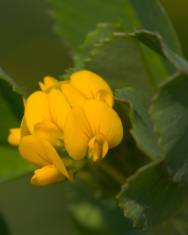 Fotografia da espécie Medicago littoralis