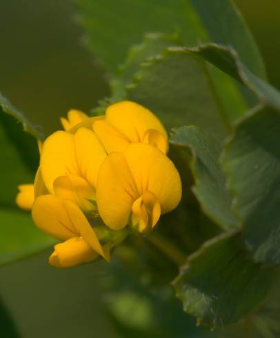 Fotografia de capa Medicago littoralis - do Jardim Botânico