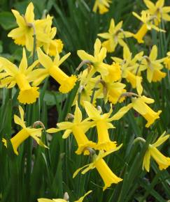 Fotografia da espécie Narcissus cyclamineus