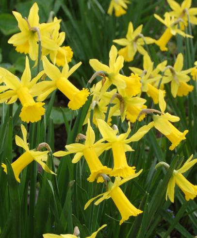 Fotografia de capa Narcissus cyclamineus - do Jardim Botânico