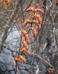 Myrica gale