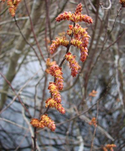 Fotografia de capa Myrica gale - do Jardim Botânico