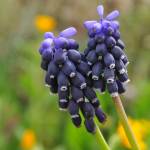 Fotografia 6 da espécie Muscari neglectum do Jardim Botânico UTAD