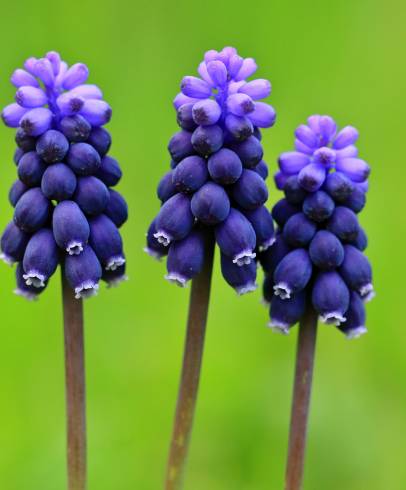 Fotografia de capa Muscari neglectum - do Jardim Botânico