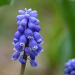 Fotografia 13 da espécie Muscari neglectum do Jardim Botânico UTAD