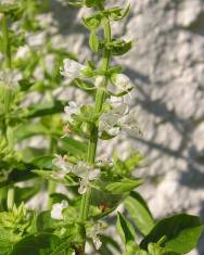 Fotografia da espécie Ocimum basilicum