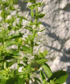 Fotografia da espécie Ocimum basilicum