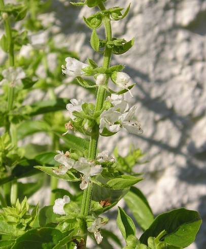 Fotografia de capa Ocimum basilicum - do Jardim Botânico