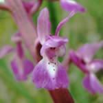 Fotografia 1 da espécie Orchis olbiensis do Jardim Botânico UTAD