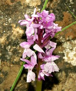 Fotografia da espécie Orchis olbiensis