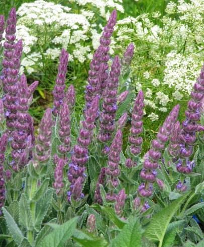 Fotografia de capa Nepeta tuberosa - do Jardim Botânico