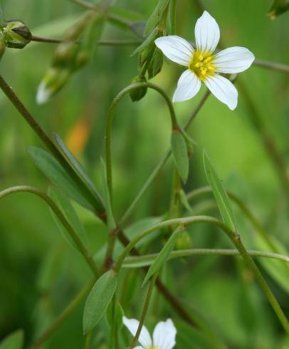 Fotografia de capa Linum catharticum - do Jardim Botânico