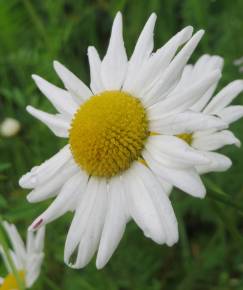 Fotografia da espécie Leucanthemum vulgare