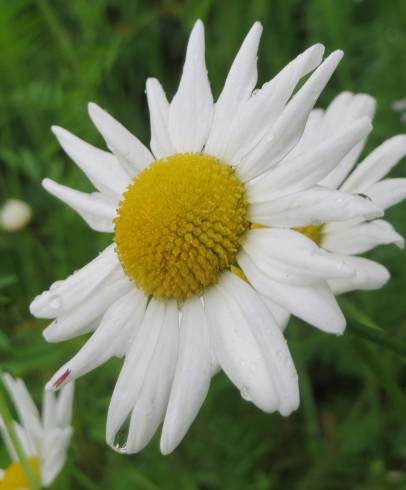 Fotografia de capa Leucanthemum vulgare - do Jardim Botânico