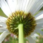 Fotografia 15 da espécie Leucanthemum vulgare do Jardim Botânico UTAD